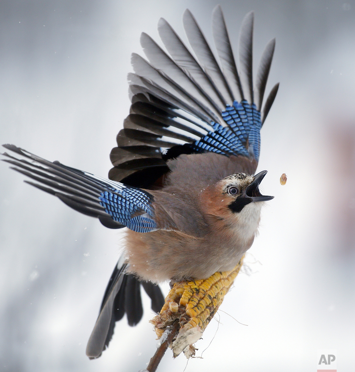 A jay picks kernels in the forest on the outskirts of Novogrudok, 150 km (93 miles) west of the capital Minsk, Belarus, on Jan. 17, 2016. (AP Photo/Sergei Grits)