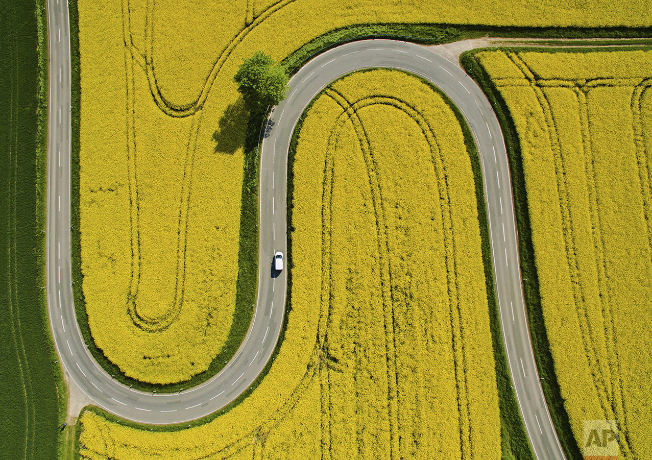 A car makes its way on a winding road through flowering canola fields on the L401 highway near Nienstedt, Germany, on May 12, 2016. (Julian Stratenschulte/dpa via AP)