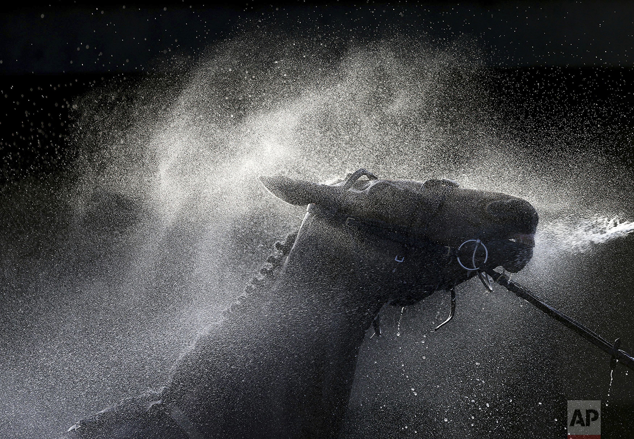 Floral Spinner is washed down after a Handicap Hurdle horse race during Classic Chase Day at Warwick Racecourse, Warwick, central England, on Jan. 16, 2016. (David Davies/PA via AP)