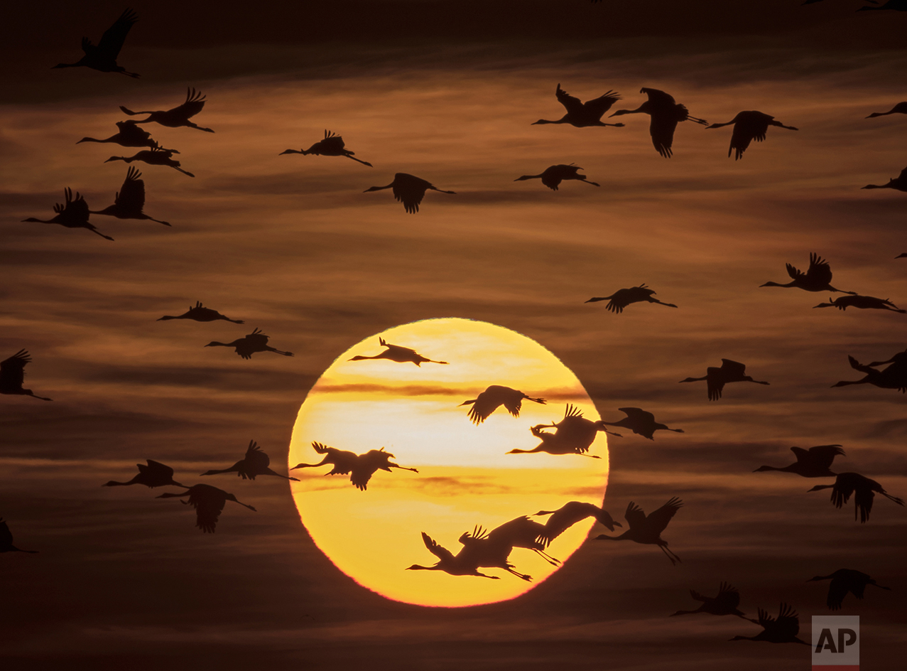 Migrating cranes fly during sunset near Straussfurt, central Germany, on Oct. 31, 2016. The cranes rest in central Germany on their way from breeding places in the north to their wintering grounds in the south. (AP Photo/Jens Meyer)