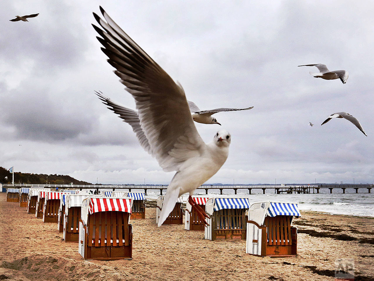 Sea gulls fly over beach chairs at the beach of the Baltic Sea in Timmendorfer Strand, on Oct. 22, 2016. (AP Photo/Michael Probst)