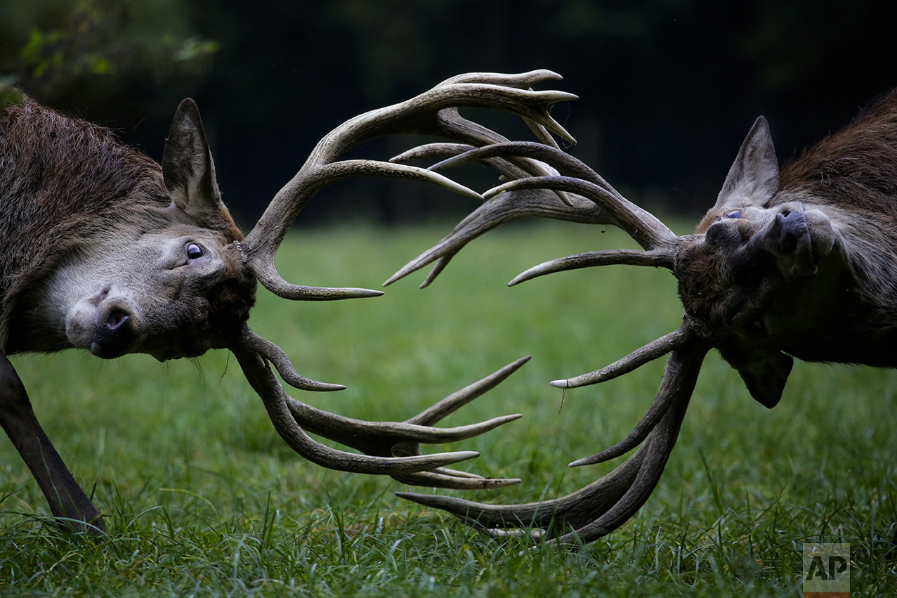 Red deer fight during the rutting season at a wildlife park on a fall day in Bonn, western Germany, on Oct. 27, 2016. (AP Photo/Markus Schreiber)