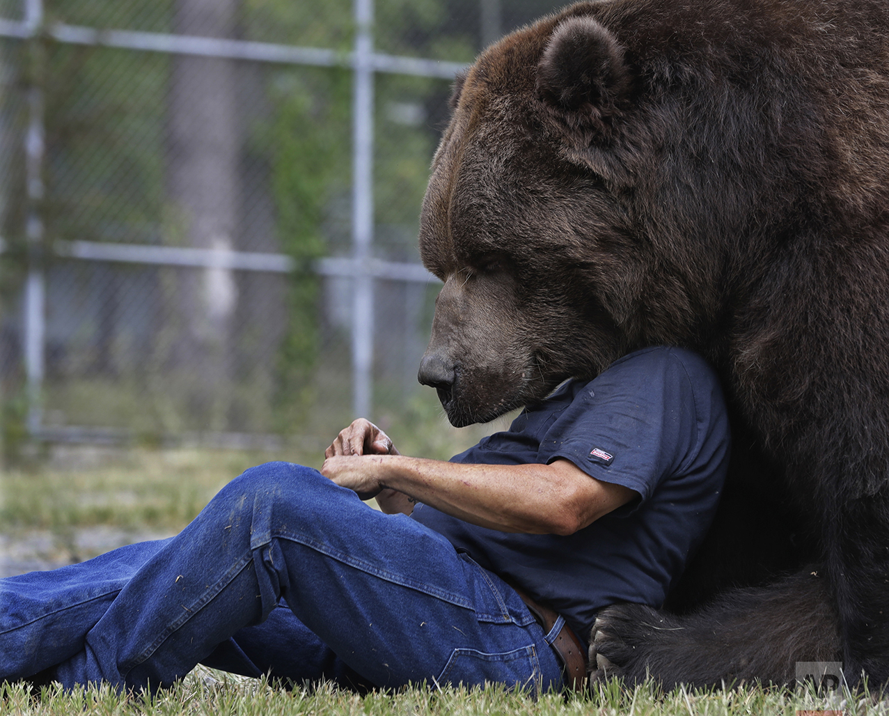 Jim Kowalczik plays with Jimbo, a 1500-pound Kodiak bear, at the Orphaned Wildlife Center in Otisville, N.Y., on Sept. 7, 2016. (AP Photo/Mike Groll)