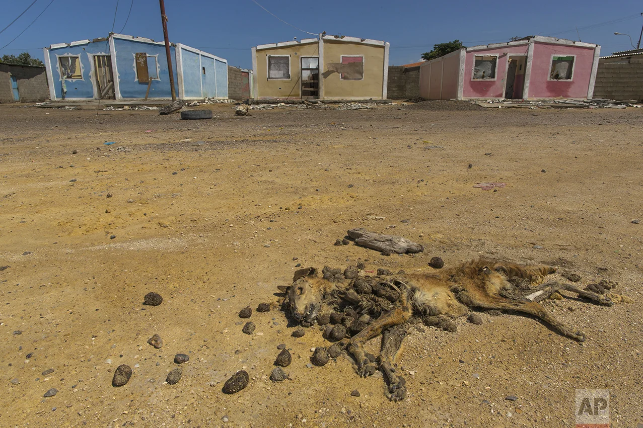 In this Nov. 6, 2016 photo, a dead dog lies outside deteriorated government-built homes, put up during former President Hugo Chavez's presidency, painted in Venezuela's flag colors in Punta de Araya, Sucre state, Venezuela. The homes sit in an abandoned area located between turf controlled by the Marval fishing family and rival clan "Los Betas" that the Marvals call pirates. (AP Photo/Rodrigo Abd)