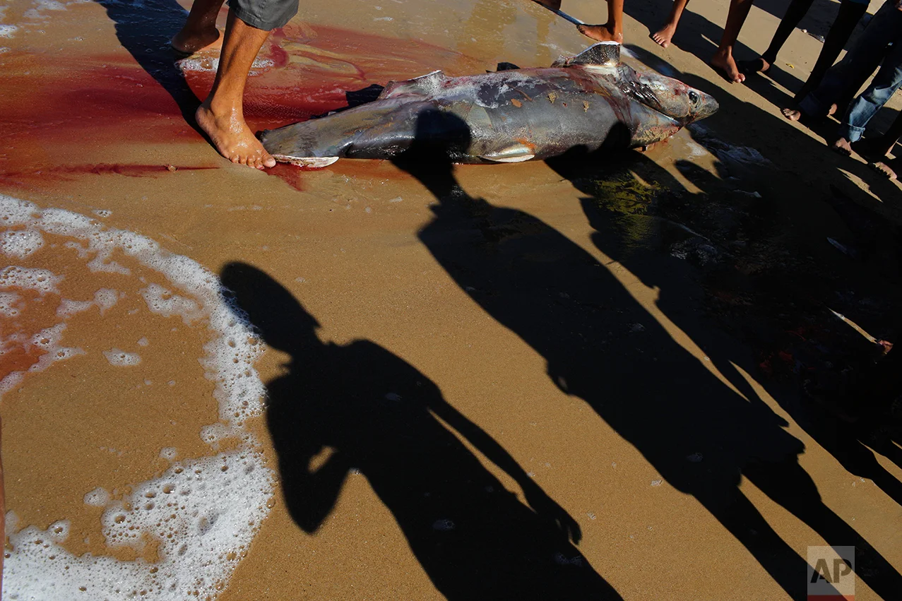 In this Nov. 14, 2016 photo, people look at a shark caught by local fishermen in Punta de Araya, Sucre state, Venezuela. People here once made a bare living in the fishing and sugar industries, but as the state sinks into chaos, people are out of work and turning to crime. (AP Photo/Rodrigo Abd)