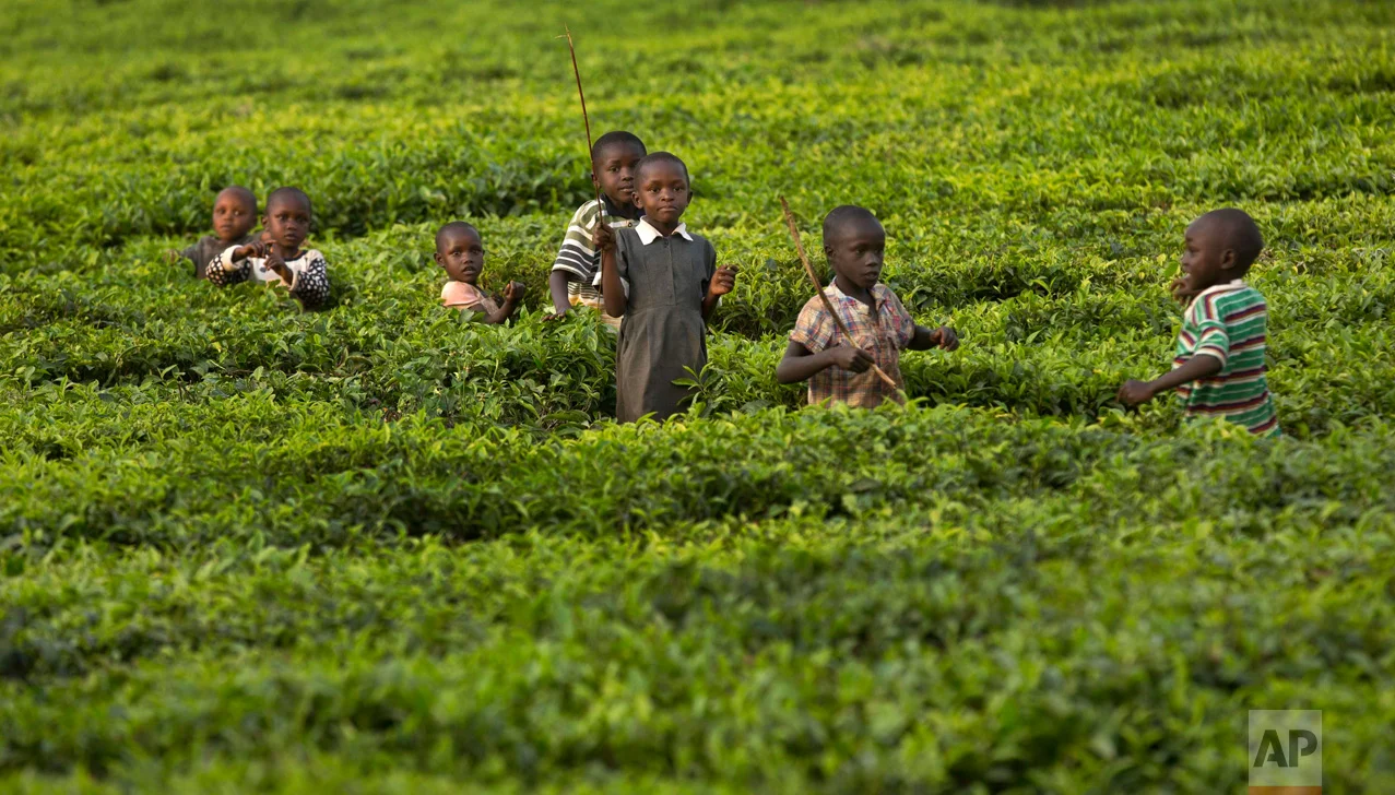 In this Thursday, Jan. 28, 2016 photo, children enjoy the last light of the day as they play together in fields of tea bushes in the village of Arwos, in western Kenya. (AP Photo/Ben Curtis)