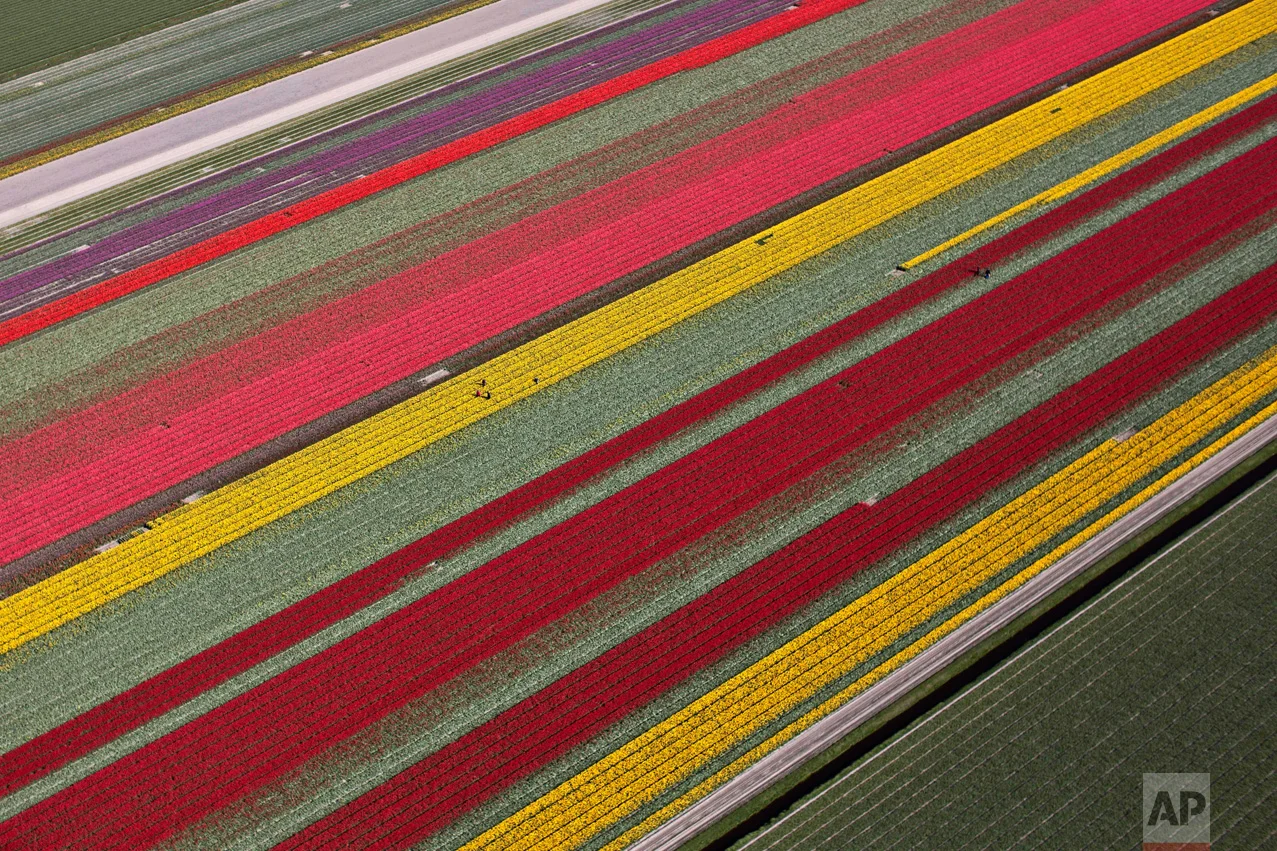In this Tuesday, May 4, 2016 photo, farmers work in a field of blossoming tulips in Den Helder, northern Netherlands. (AP Photo/Muhammed Muheisen)
