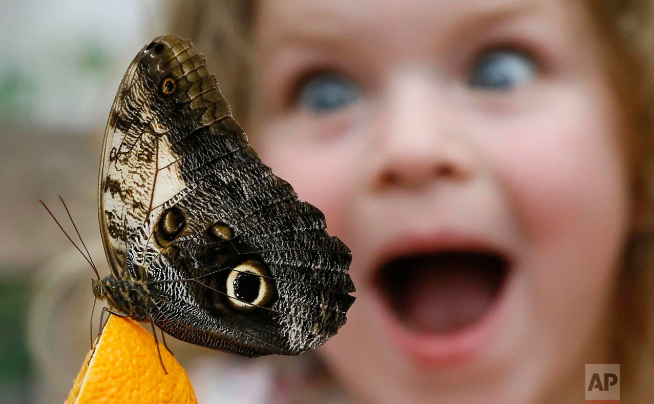 In this March 23, 2016 photo, Summer Sharif looks at an Owl butterfly feeding on an orange during a photo call for hundreds of tropical butterflies being released to launch the Natural History Museum's Sensational Butterflies exhibition in London. (AP Photo/Kirsty Wigglesworth)