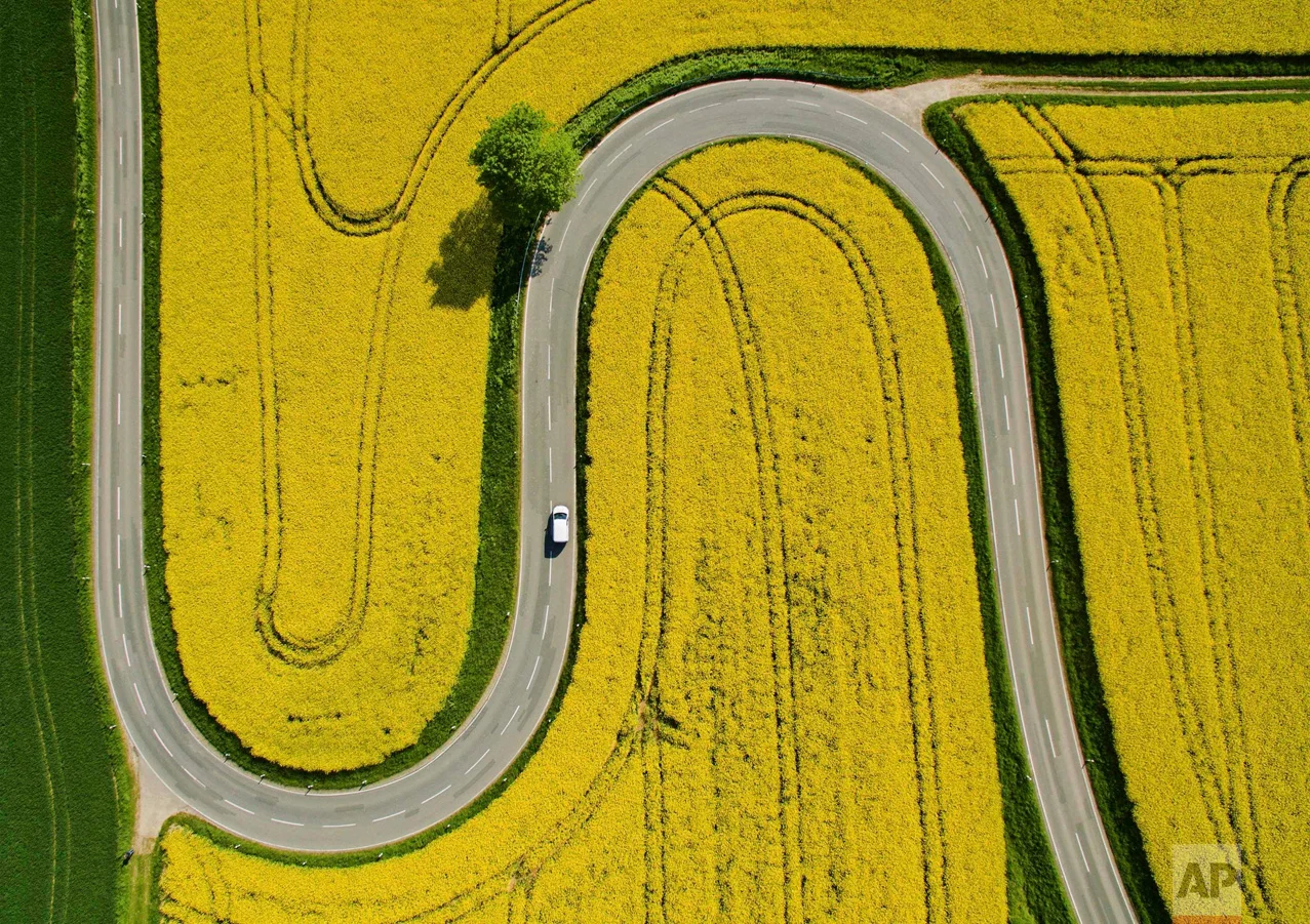 In this May 12, 2016 photo, a car makes its way on a winding road through flowering canola fields on the L401 highway near Nienstedt, Germany. (Julian Stratenschulte/dpa via AP)