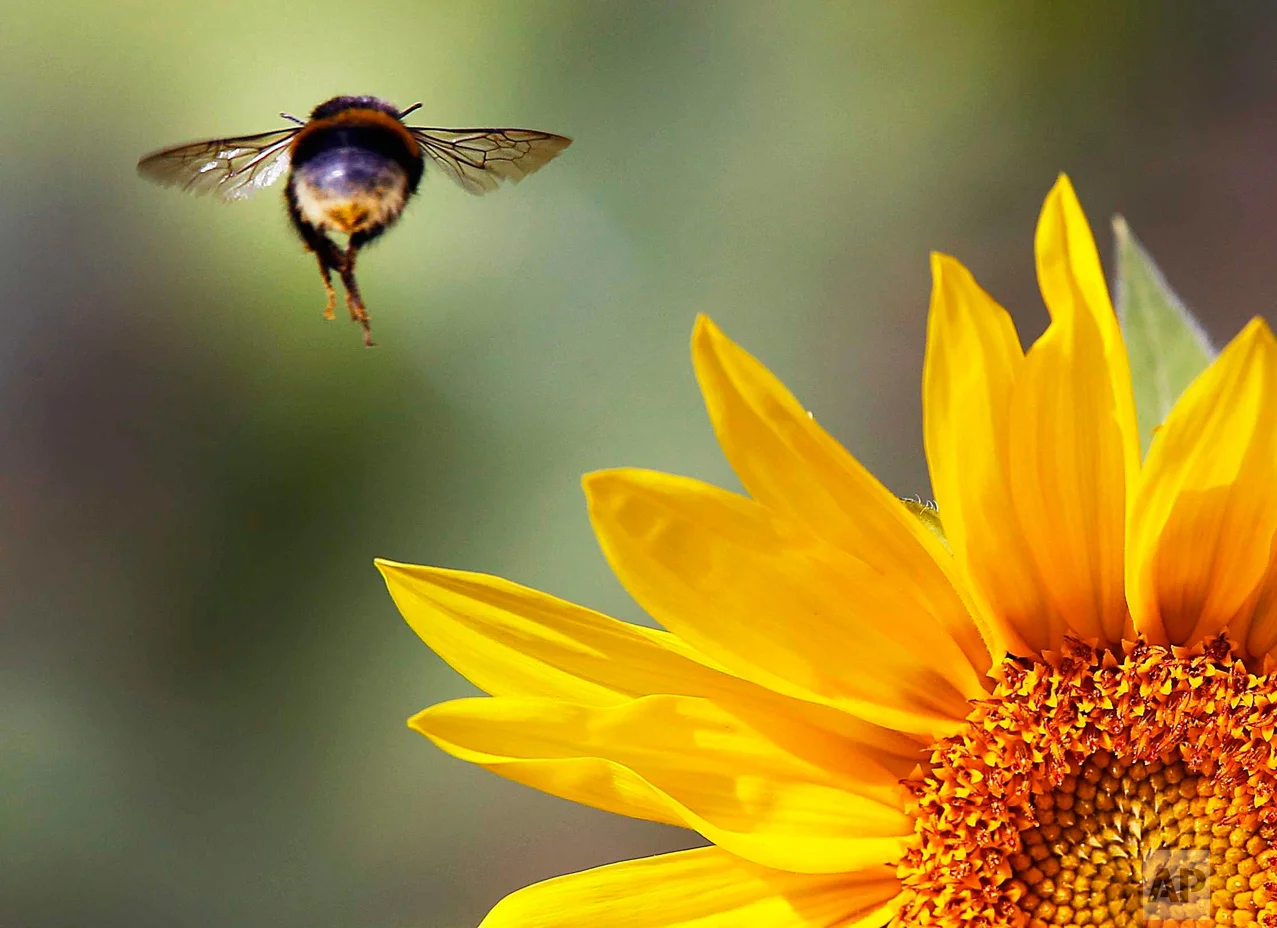 In this Aug. 30, 2016 photo, a bee flies over a sunflower on a field near Frankfurt, Germany. (AP Photo/Michael Probst)