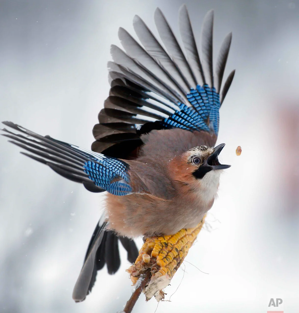 In this Sunday, Jan. 17, 2016 photo, a jay picks kernels in the forest on outskirts of Novogrudok, 150 km (93 miles) west of the capital Minsk, Belarus. (AP Photo/Sergei Grits)