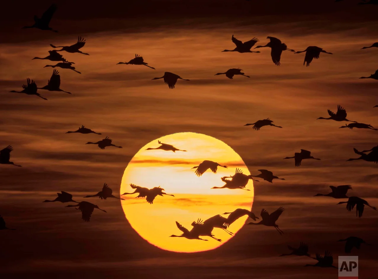 In this Oct. 31, 2016 photo, migrating cranes fly during sunset near Straussfurt, central Germany. The cranes rest in central Germany on their way from breeding places in the north to their wintering grounds in the south. (AP Photo/Jens Meyer)
