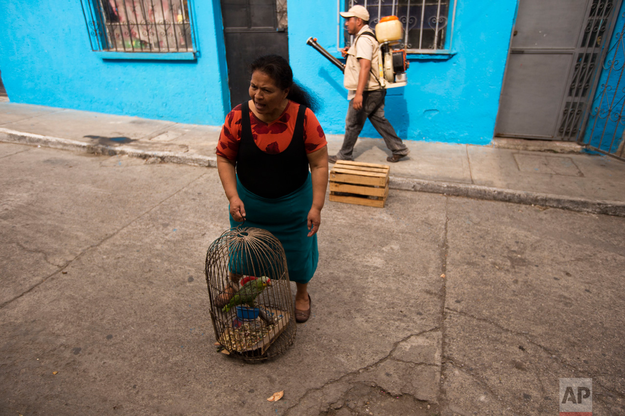  In this Feb. 2, 2016 photo, a woman carries her parrot as a health ministry worker fumigates for Aedes aegypti mosquitoes inside her house at the Bethania neighborhood in Guatemala City. The Aedes aegypti is a mosquito that can spread the Zika virus