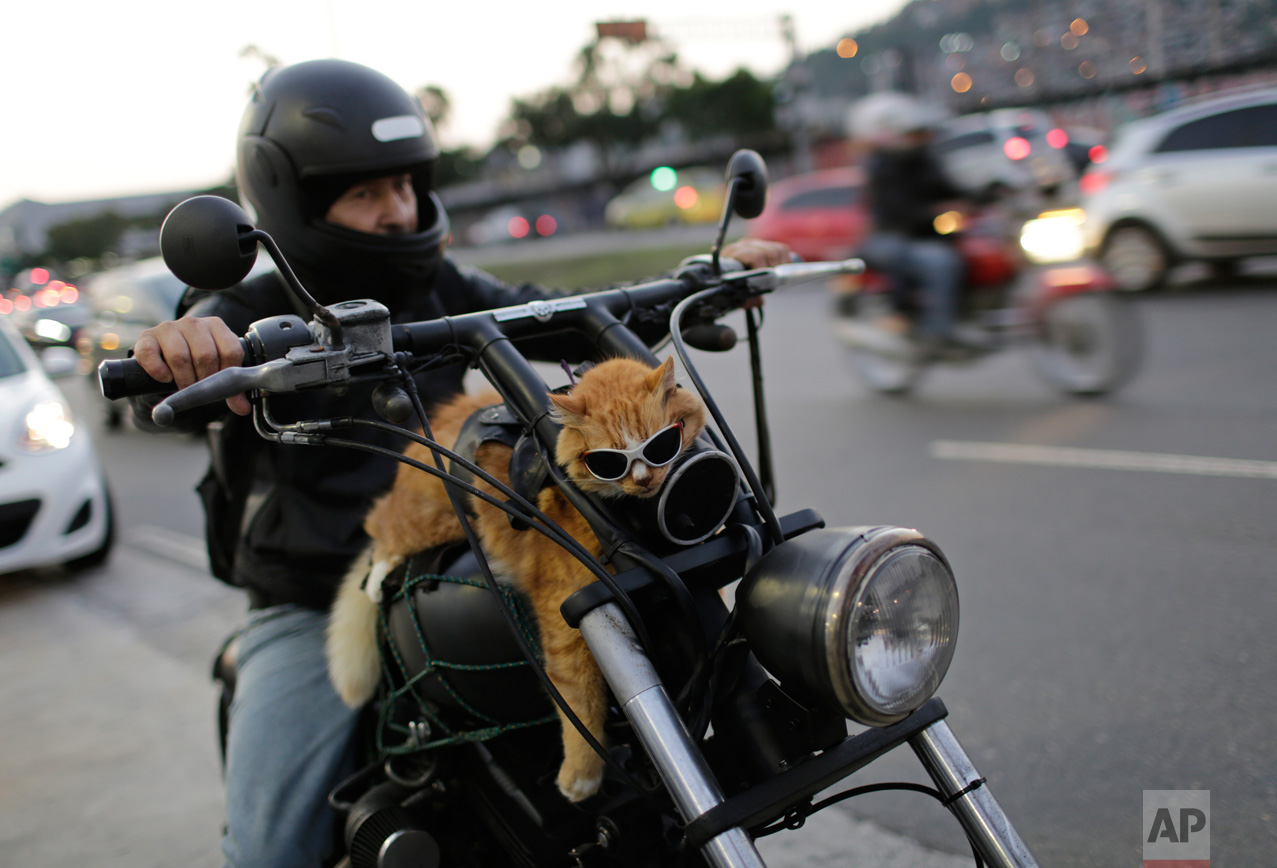  In this June 19, 2016 photo, a motorcycle rider carries his cat, Chiquinho, on his bike, near Maracana stadium in Rio de Janeiro, Brazil. (AP Photo/Silvia Izquierdo) 