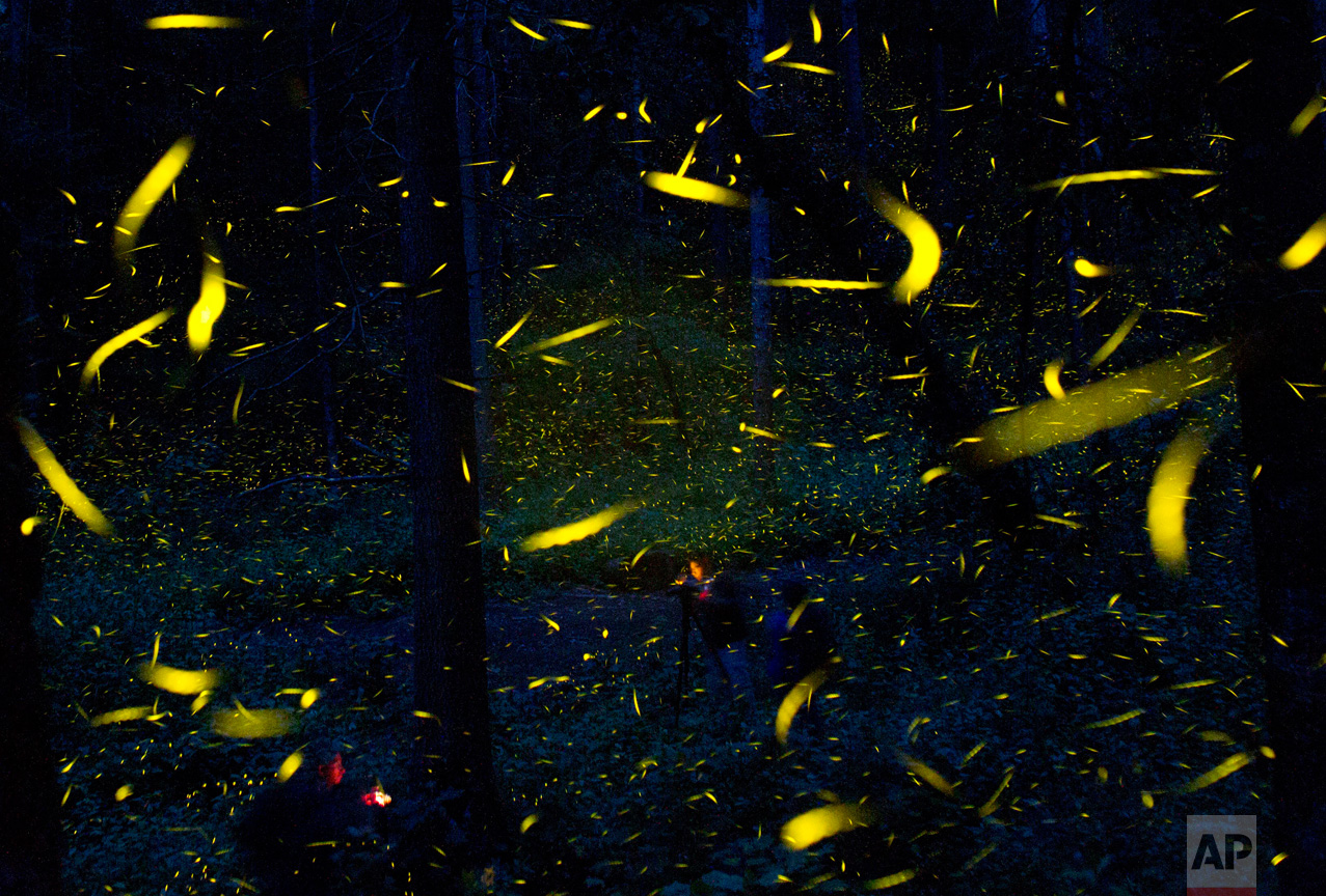  In this July 21, 2016 photo, fireflies seeking mates light up in synchronized bursts as photographers take long-exposure pictures, inside Piedra Canteada, a tourist camp cooperatively owned by 42 local families, inside an old-growth forest near the 