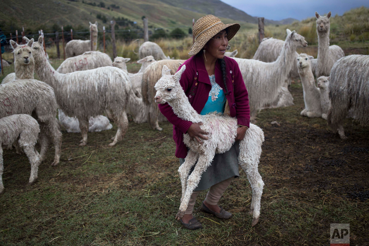  In this March 8, 2016 photo, an Andean shepherd carries a young alpaca back to the herd after it strayed away within the Mallkini Hacienda alpaca farm, which breeds alpacas for their fiber, in the highlands of the Puno department of Peru. The 4 mill