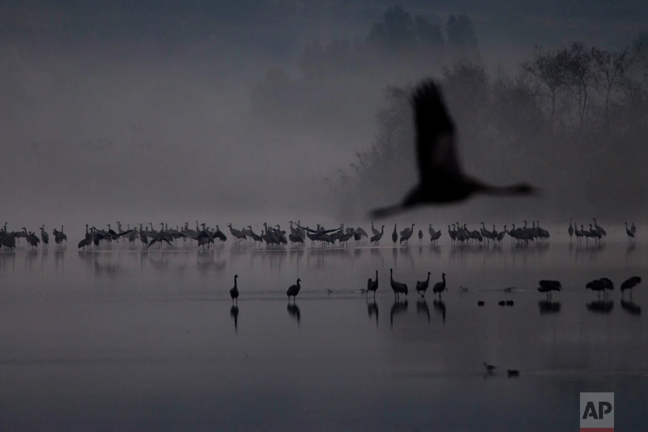 Migrating Cranes flock to the Hula Lake conservation area, north of the Sea of Galilee, northern Israel, Wednesday, Dec. 7, 2016. About 42,500 cranes are in Hula Lake conservation area. More than half a billion birds of some 400 different species pass through the Jordan Valley to Africa and go back to Europe during the year. (AP Photo/Ariel Schalit)