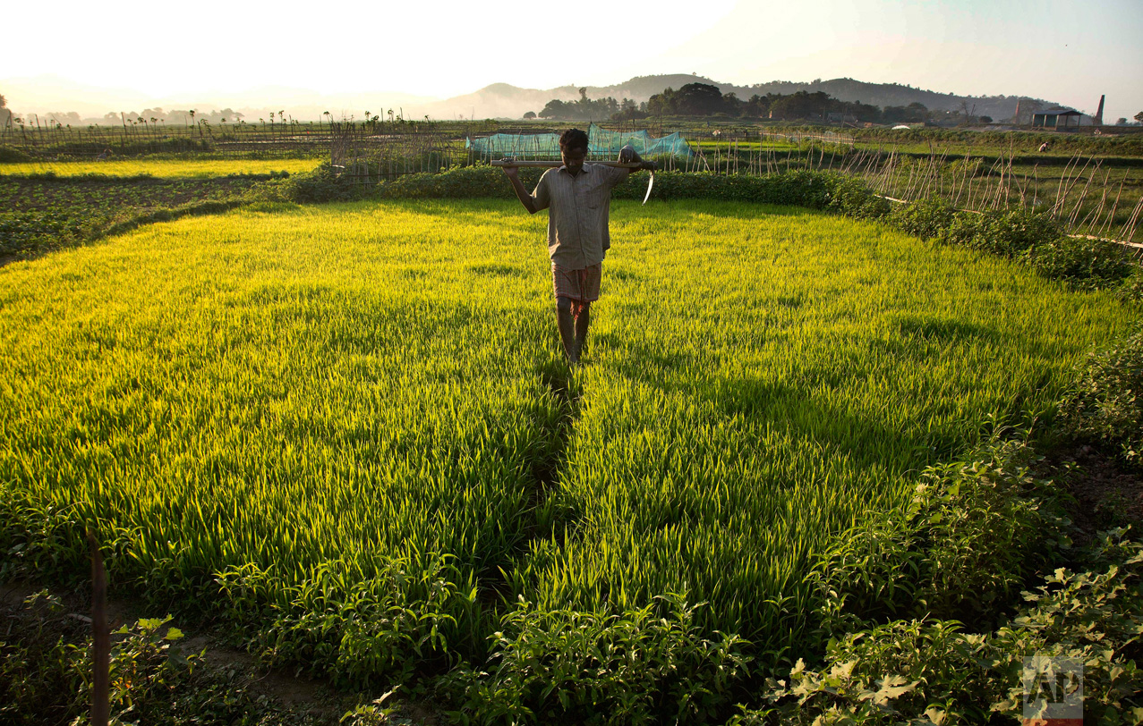 A farmer walks in a field on the outskirts of Gauhati, India, on Thursday, Dec. 29, 2016. Over 70 percent of India's 1.25 billion citizens rely on agriculture for survival. (AP Photo/Anupam Nath)