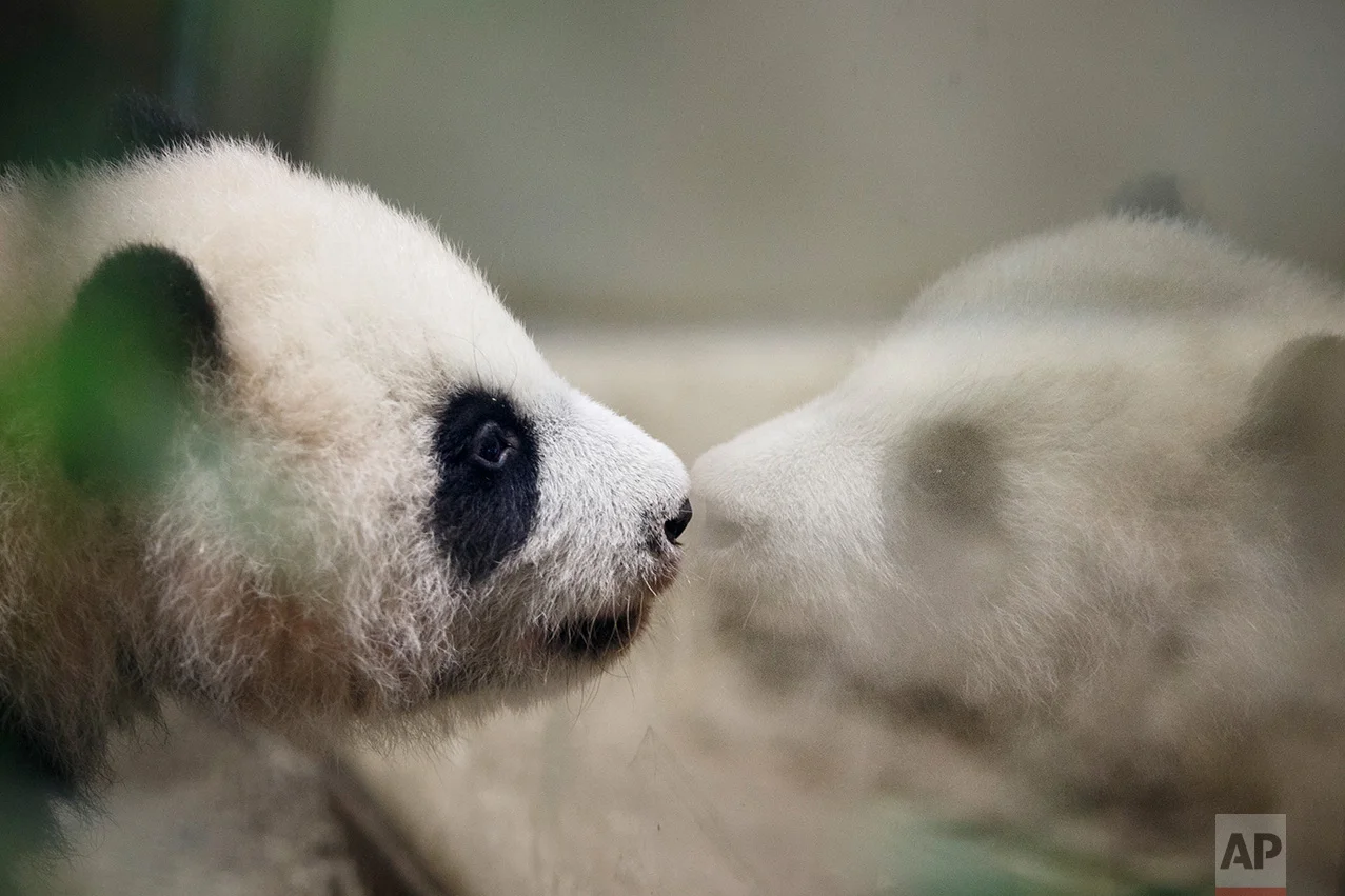 Spain Panda
