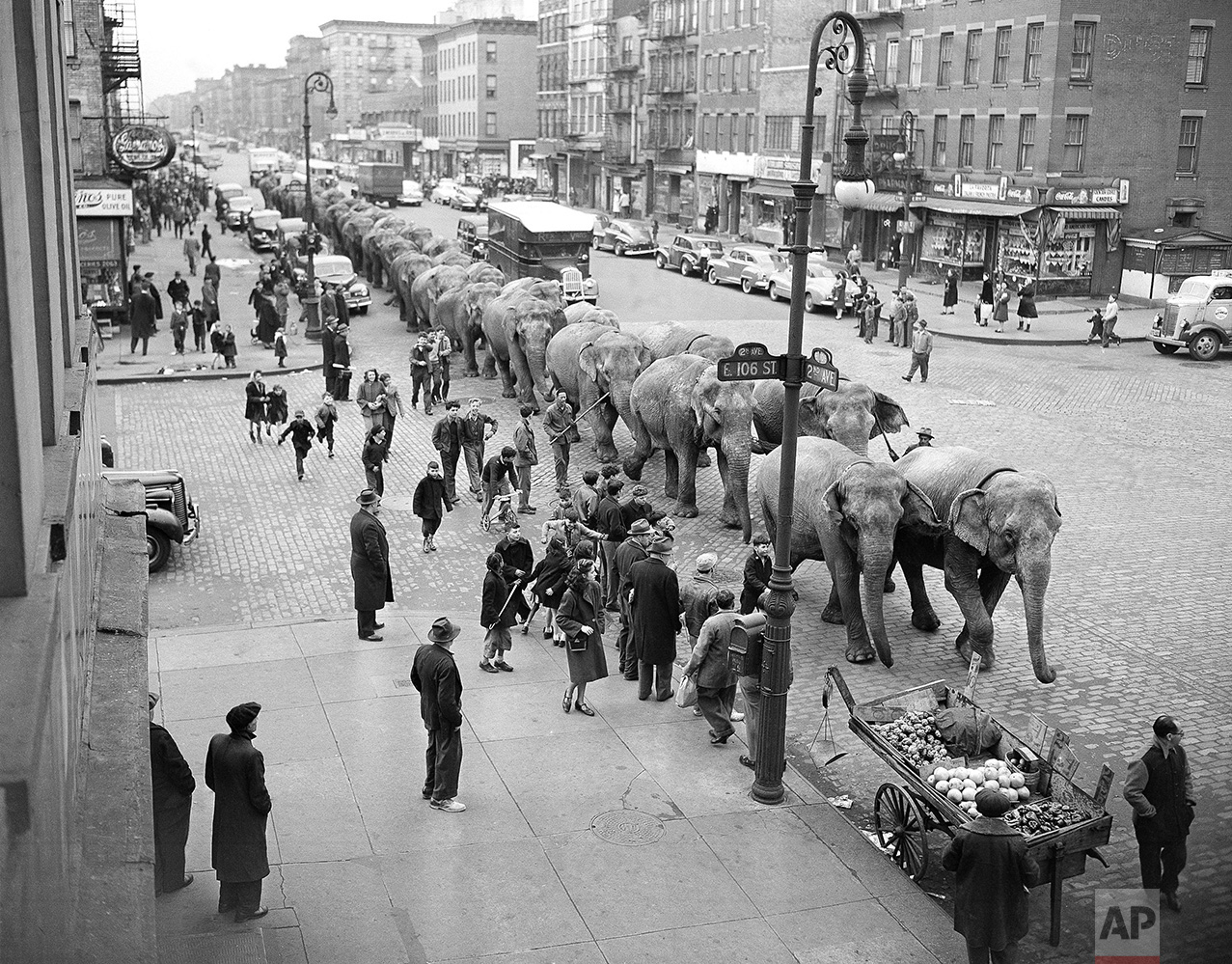 Circus Elephants On Parade 1948