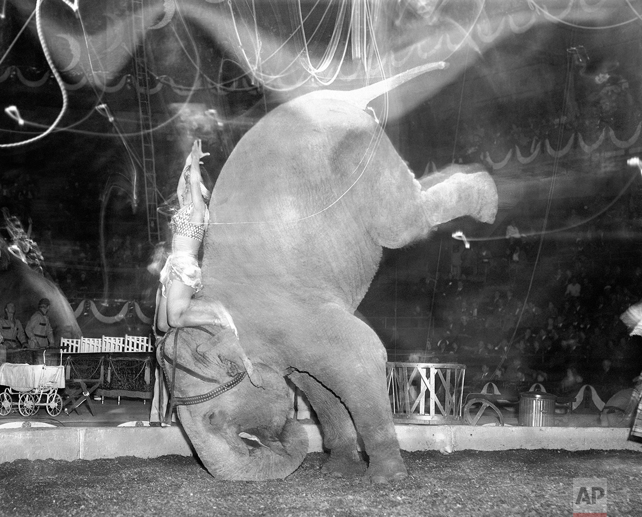 Elephant Performance 1949