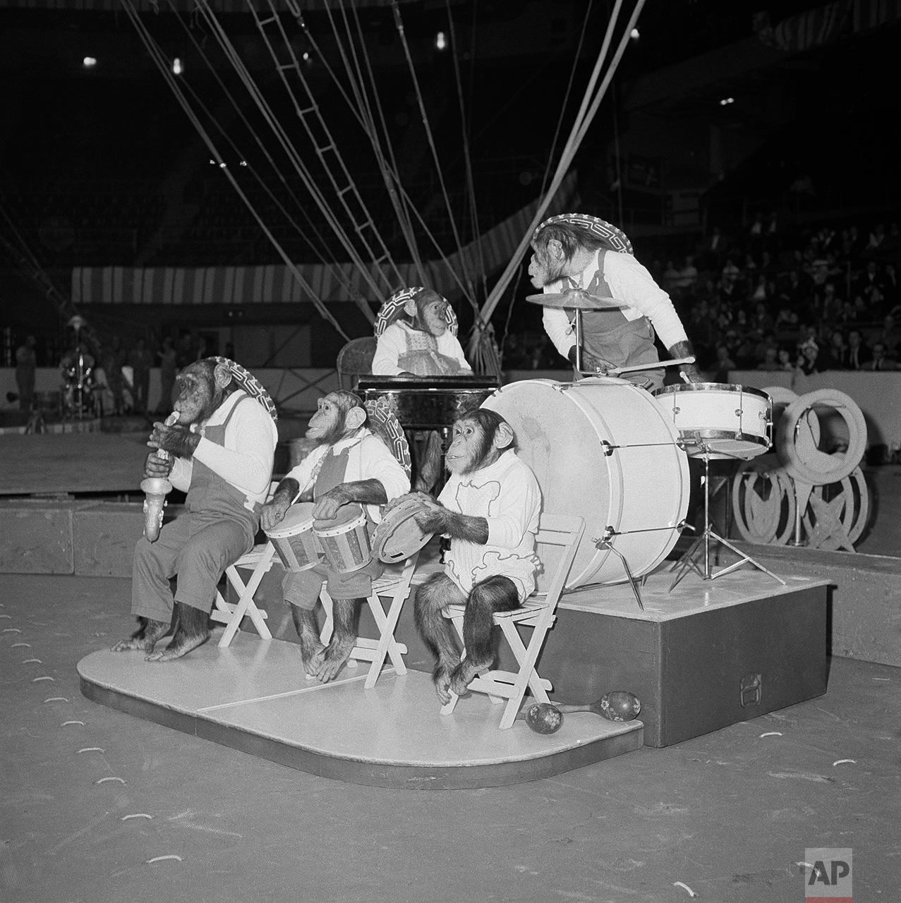 Band of Performing Chimpanzees 1959