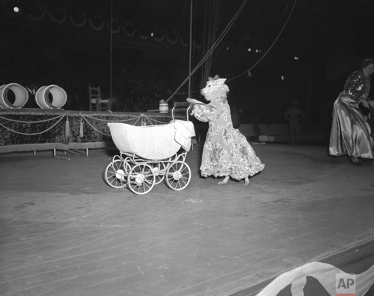 Canine Performer 1949