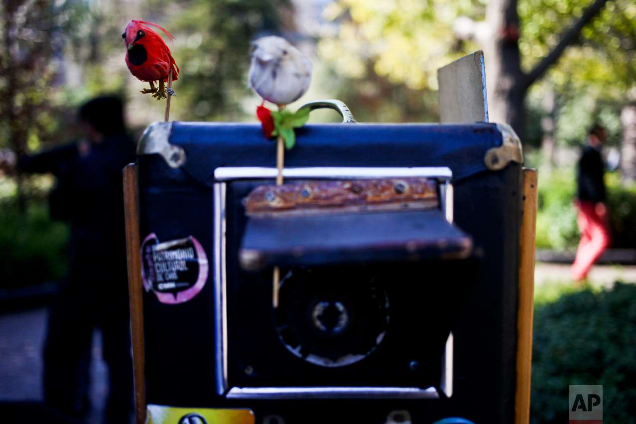 In this Aug.16, 2016 photo, plastic birds sit on the frame of Luis Maldonado's old wooden box camera in Plaza de Armas in Santiago, Chile. Maldonado uses the bird to call clients' attention when taking their portraits. (AP Photo/Esteban Felix)
