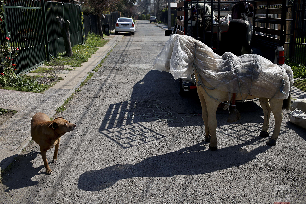 In this Sept. 2, 2016 photo, a dog slows down to timidly check out a fake horse, used as a prop by photographer Luis Maldonado in Santiago, Chile. Maldonado stopped by his friend's home to pick this horse up, along with other props, ahead of an annual fair where he usually has his best day of business taking portraits with his old wooden box camera. (AP Photo/Esteban Felix)