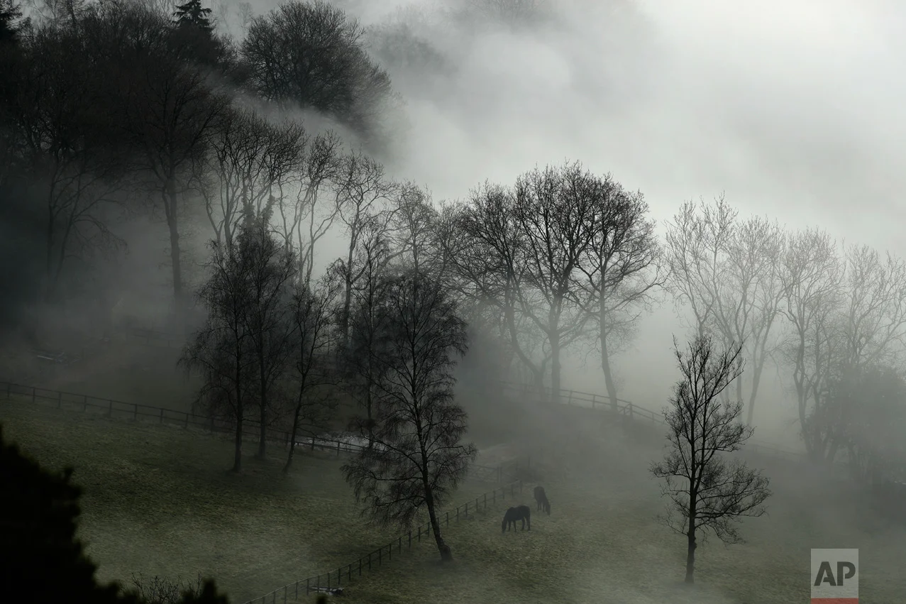 Horses graze in a paddock as fog envelopes the trees behind them near Leith Hill, England, in Surrey, southwest of London, Monday, Jan. 23, 2017. Thick fog has caused numerous flight delays and cancellations at London Heathrow and other area airports. (AP Photo/Matt Dunham)