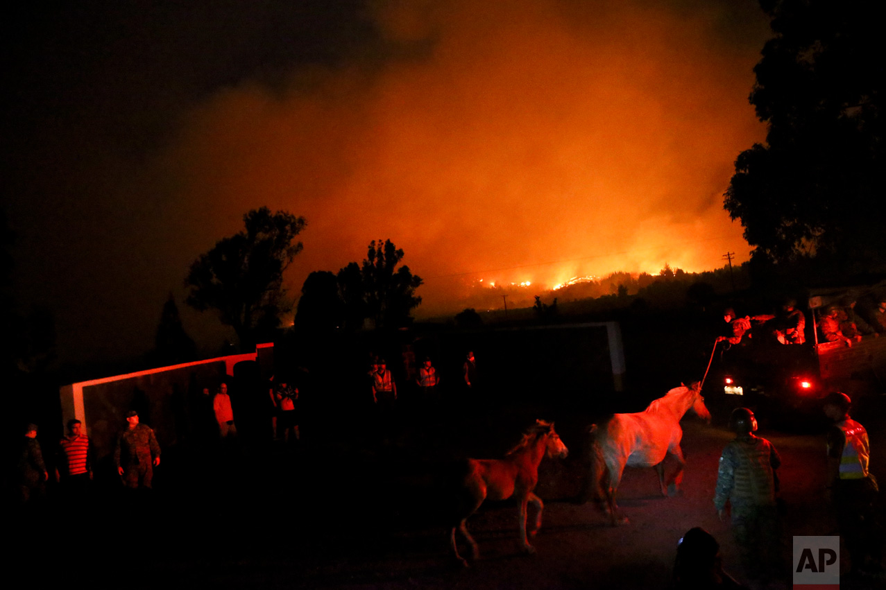 In this Sunday, Jan. 29, 2017 photo, a mare and her foal are led to safety as wildfires burn in Portezuelo, Chile. The fires have consumed forests, livestock and entire towns, leading President Michelle Bachelet to declare a state of emergency, deploy troops and ask for international help. (AP Photo/Esteban Felix)