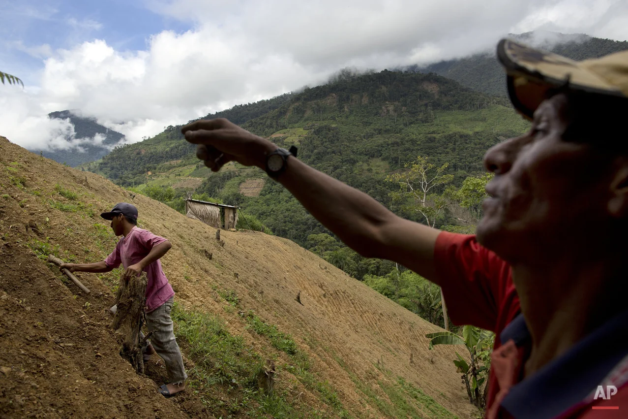  In this March 13, 2015 photo, coca farmer Alfredo Mosco, 44, right, instructs his young employee Donato Mosco, during the weeding of a coca field, in La Mar, province of Ayacucho, Peru. Hauling cocaine out of the remote valley is about the only way 
