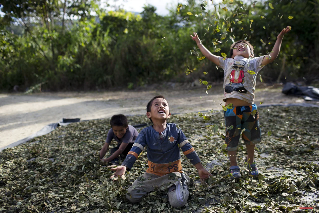 In this March 13, 2015 photo, Yohan, 4, from left, Cristian, 7, and Angelo, 6, playfully toss coca leaves into the air, singing: "I have a lot of money, look at all the money I have," in La Mar, province of Ayacucho, Peru. Hauling cocaine out of the remote valley is about the only way to earn decent cash in this economically depressed region where a farmhand earns less than $10 a day. Beyond extinguishing young lives, the practice has packed Peru’s highland prisons with cocaine backpackers while their bosses evade incarceration. (AP Photo/Rodrigo Abd)