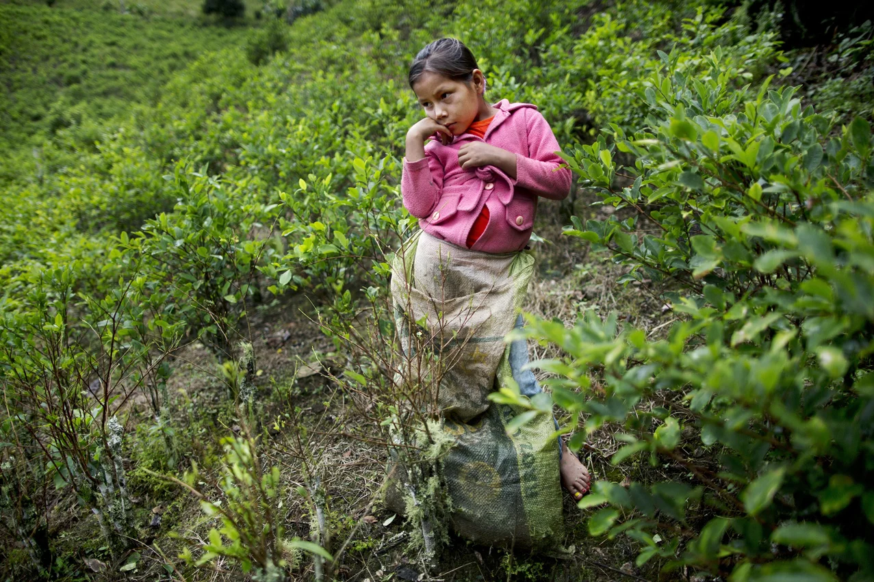  In this March 16, 2015 photo, Janet Curo, 9, takes a break from harvesting coca leaves with her mother, in La Mar, province of Ayacucho, Peru. Janet skipped school to help her mother in the coca fields. Sixty percent of Peru’s cocaine is grown in th