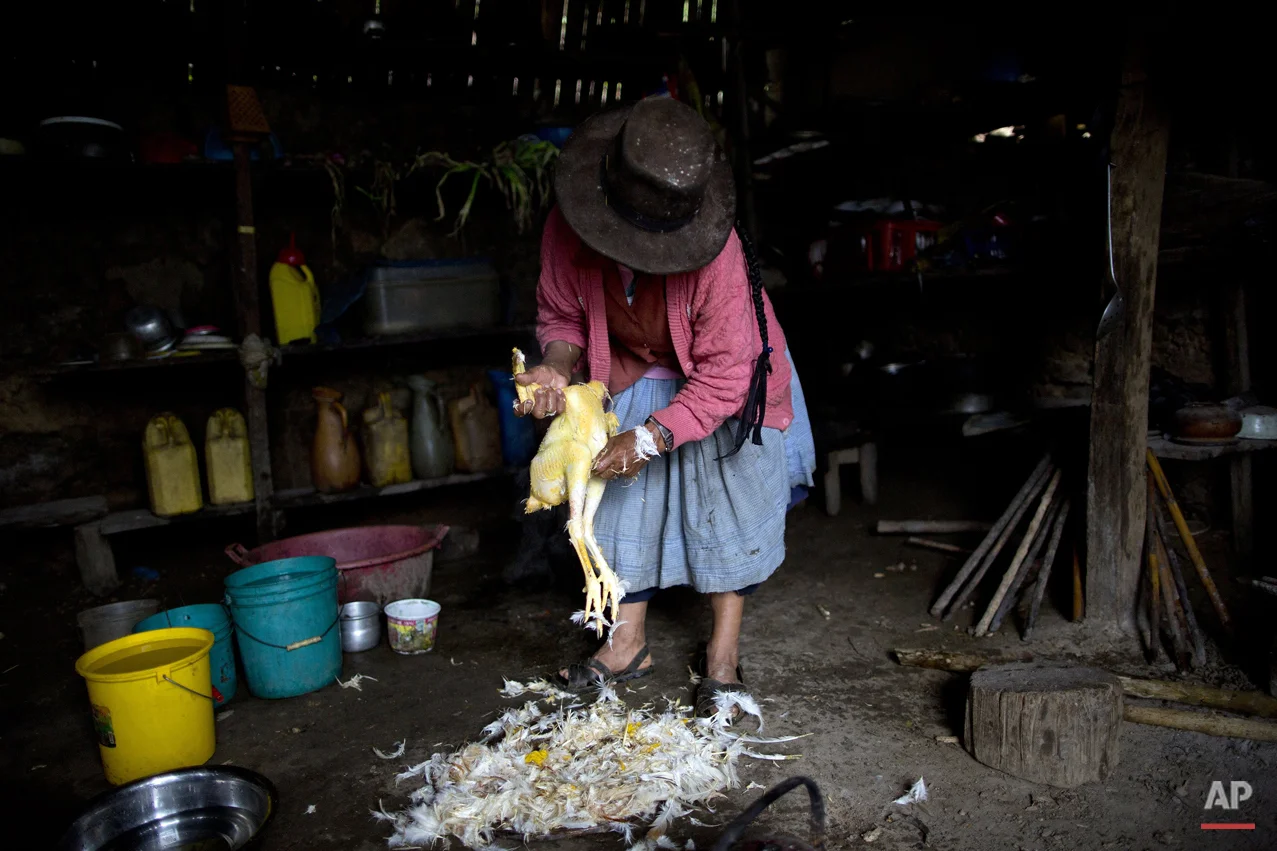 In this March 15, 2015 photo, Rufina Miguel plucks a chicken in preparation for a special dinner to mark the second anniversary of her son's death, in La Mar, province of Ayacucho, Peru. Yuri, a cocaine backpacker, always checked in by phone she said. So when he didn’t call after a March 2013 smuggling trip, his mother turned to reading coca leaves to try to divine his fate, tossing them on her skirt as is customary. “The leaves fell spine-up, a bad sign,” she said. (AP Photo/Rodrigo Abd)