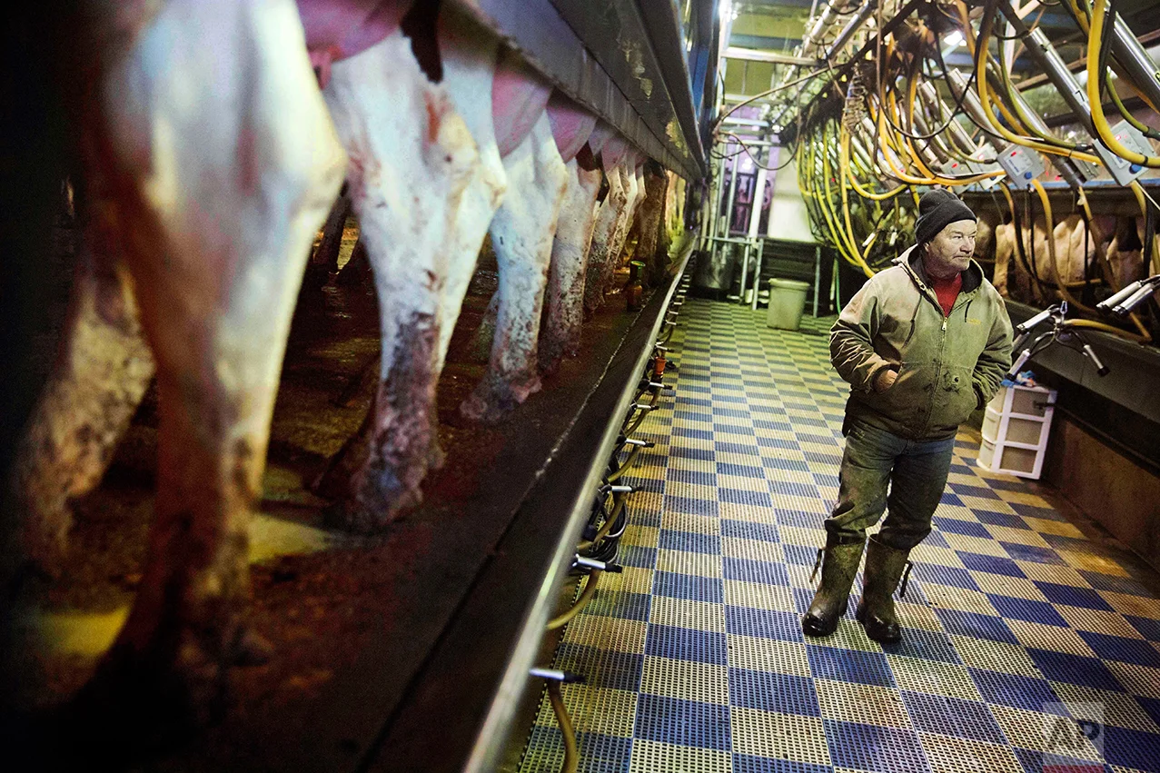 Bernard Moravits inspects cows being milked at his farm in Bloomington, Wis., Thursday, Jan. 19, 2017. Moravits does have several choice words for President Donald Trump's move to build "his stupid wall" and deport Hispanic laborers. He thinks it's demeaning to hard-working people. He has Hispanic workers who have been with him 15 years. He built them apartments. He trusts them to do a dirty, difficult job that he said white people aren't willing to do anymore. "A lot of people don't treat them like people," he grumbled. (AP Photo/David Goldman)