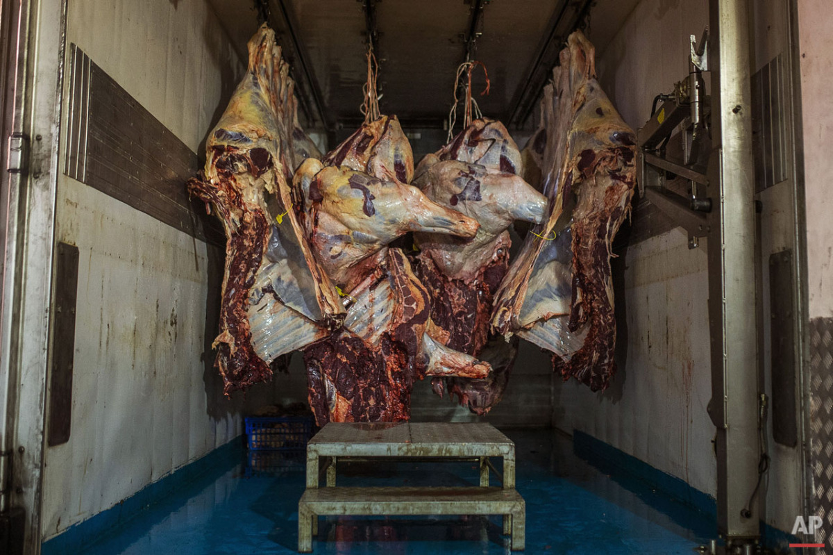  Bodies of a dead fighting bulls hang inside a truck after they were killed by bullfighter Curro de la Casa during a bullfight in Morazarzal, Spain, Saturday, Feb. 28, 2015. Bullfighting is a traditional spectacle in Spain and the season runs from Ma