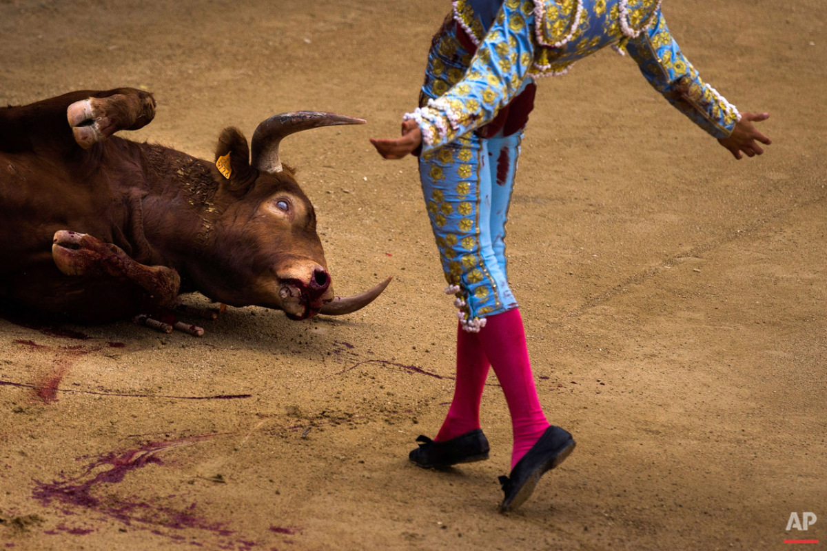  A fighting bull agonizes as bullfighter Andres Roca Rey, from Peru, celebrates after he nailed it with his sword during a bullfight at Las Ventas bullring in Madrid, Spain, Sunday, April 19, 2015. (AP Photo/Andres Kudacki) 