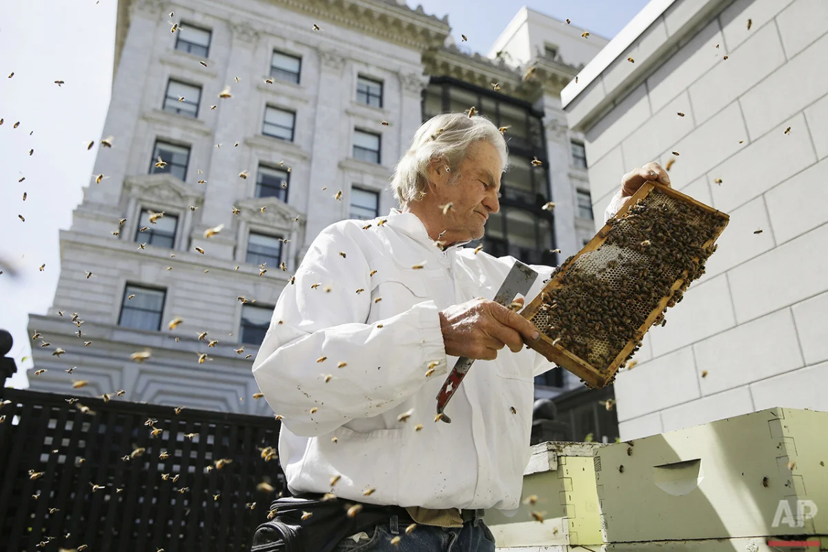  In this photo taken Monday, April 18, 2016, beekeeper Spencer Marshall checks a number of hives on a garden deck outside the Fairmont Hotel in San Francisco. At least seven San Francisco hotels have built rooftop beehives that produce honey for food