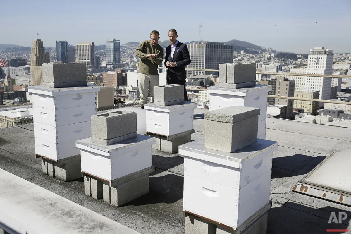  In this photo taken Monday, April 18, 2016, beekeeper Roger Garrison, left, and hotel general manager Michael Pace look over beehives on top of the Clift Hotel in San Francisco. (AP Photo/Eric Risberg) 