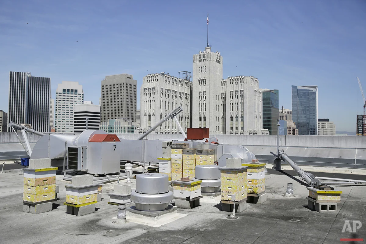 In this photo taken Monday, April 18, 2016, a number of beehives are seen on top of the W Hotel in San Francisco. (AP Photo/Eric Risberg)               