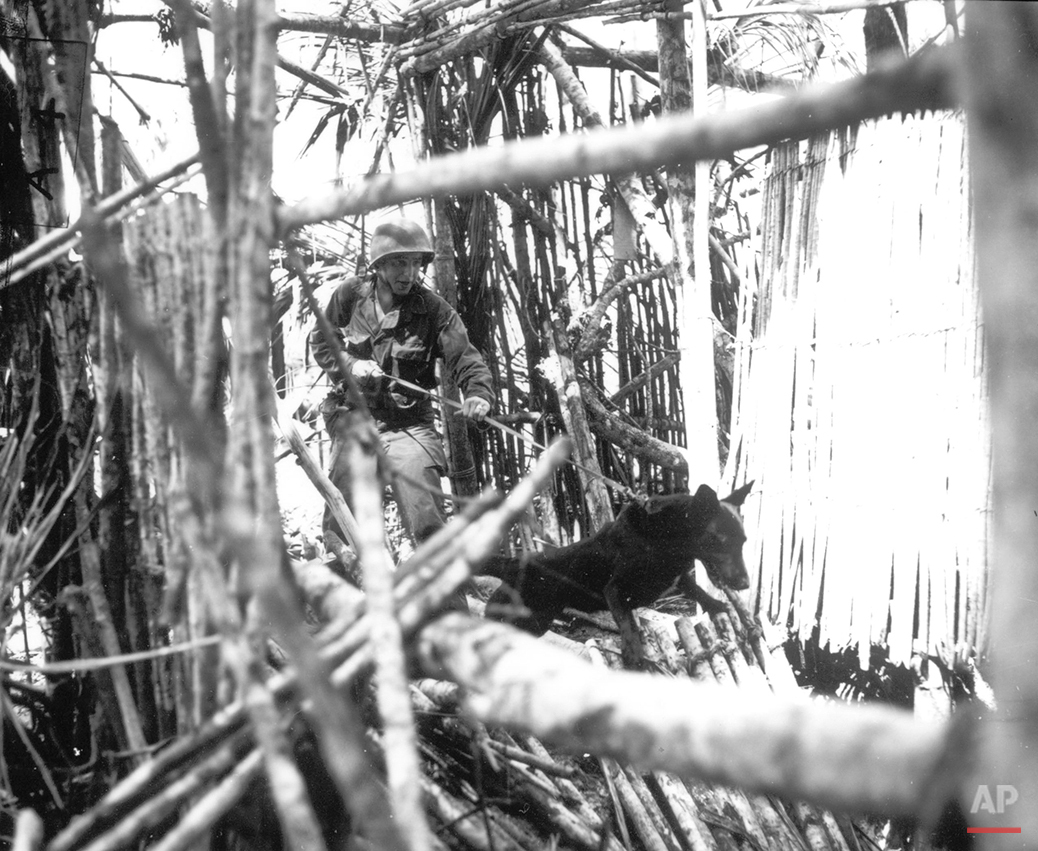 A Marine from the QM War Dog Platoon, his Doberman at the order to attack, is scouting around on Biak island on July 18, 1944. The dogs were used to track down Japanese soldiers hidden in caves or jungle strongholds. (AP Photo)