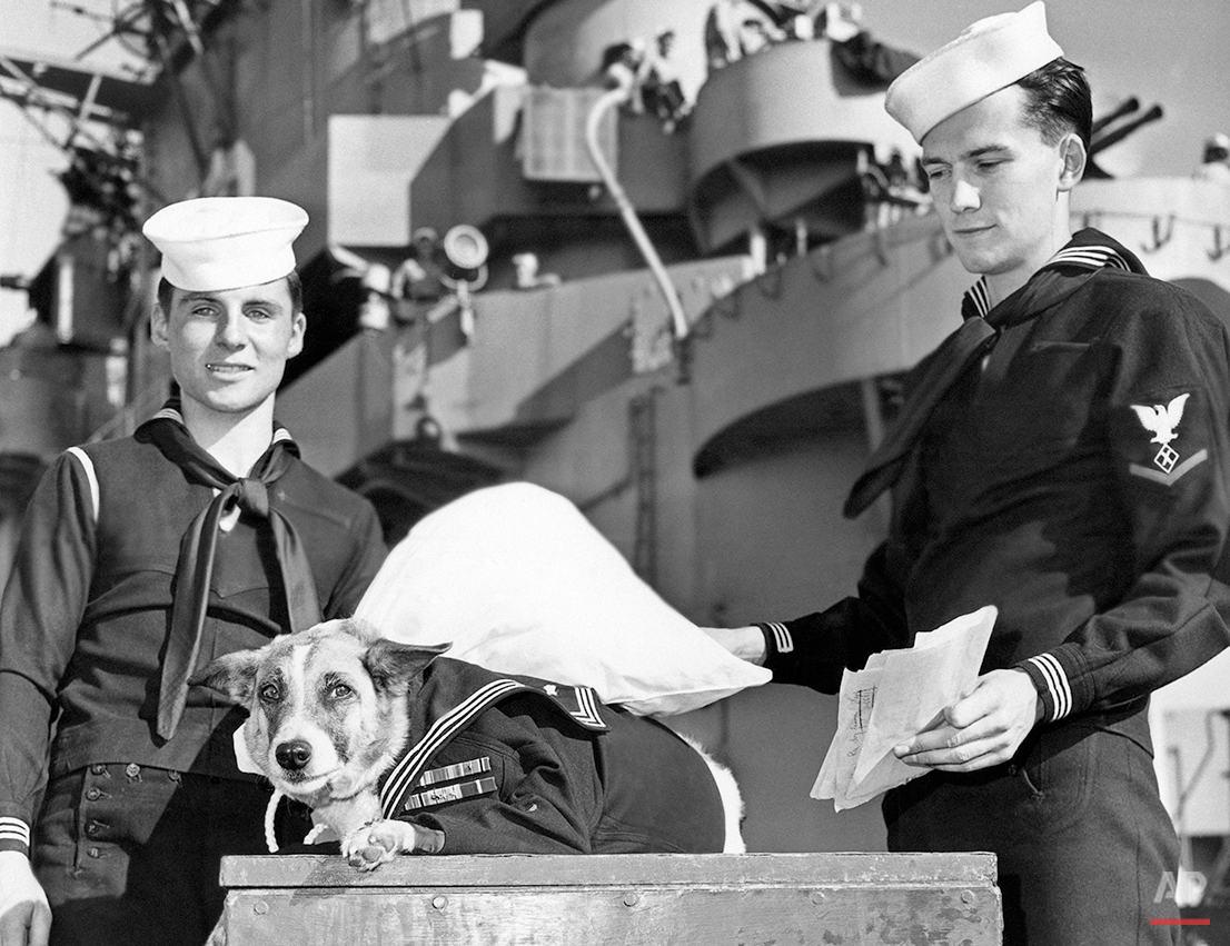 Veteran of 11 battles and once wounded in action, Sangie, a broad-chested mongrel, looks unhappy as she faces formal retirement with full honors from the Navy at San Diego, Aug. 13, 1947. The dog is being detached in response to appeals from her former master, Landy E. Black, Jr., of Denver. An escort of five blue jackets, including Seaman 1/C James F. O’Brian, left, of Everett, Mass., and Specialist 3/c Donald Harrison, right, of Meridian, Idaho, will deliver Sangie to Denver by station wagon. (AP Photo)