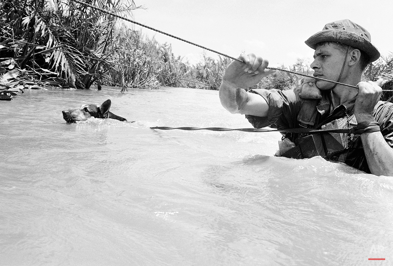 Scout Dog, fighting against a strong current, swims across a muddy stream during operation west of Saigon on Sept. 13, 1968. His handler uses cable to work his way across. Both are with a unit of the U.S. 199th light infantry brigade patrolling outside Saigon in terrain that is mostly muddy rice paddies and streams. (AP Photo)