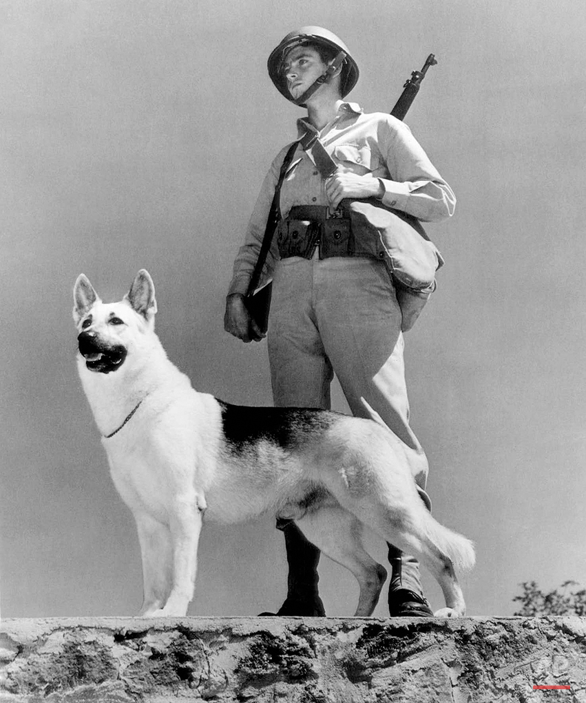 Archivist Update Dogs In Warfare Ap Images Spotlight