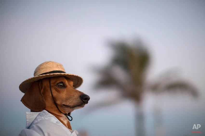 A dog named Caique wears a hat and shirt on Arpoador beach in Rio de Janeiro, Brazil, Saturday, Jan. 18, 2014. Caique's owners said they like to dress Caique up for dog parades and that they enjoy pedestrians taking his picture during his daily walks. (AP Photo/Felipe Dana)