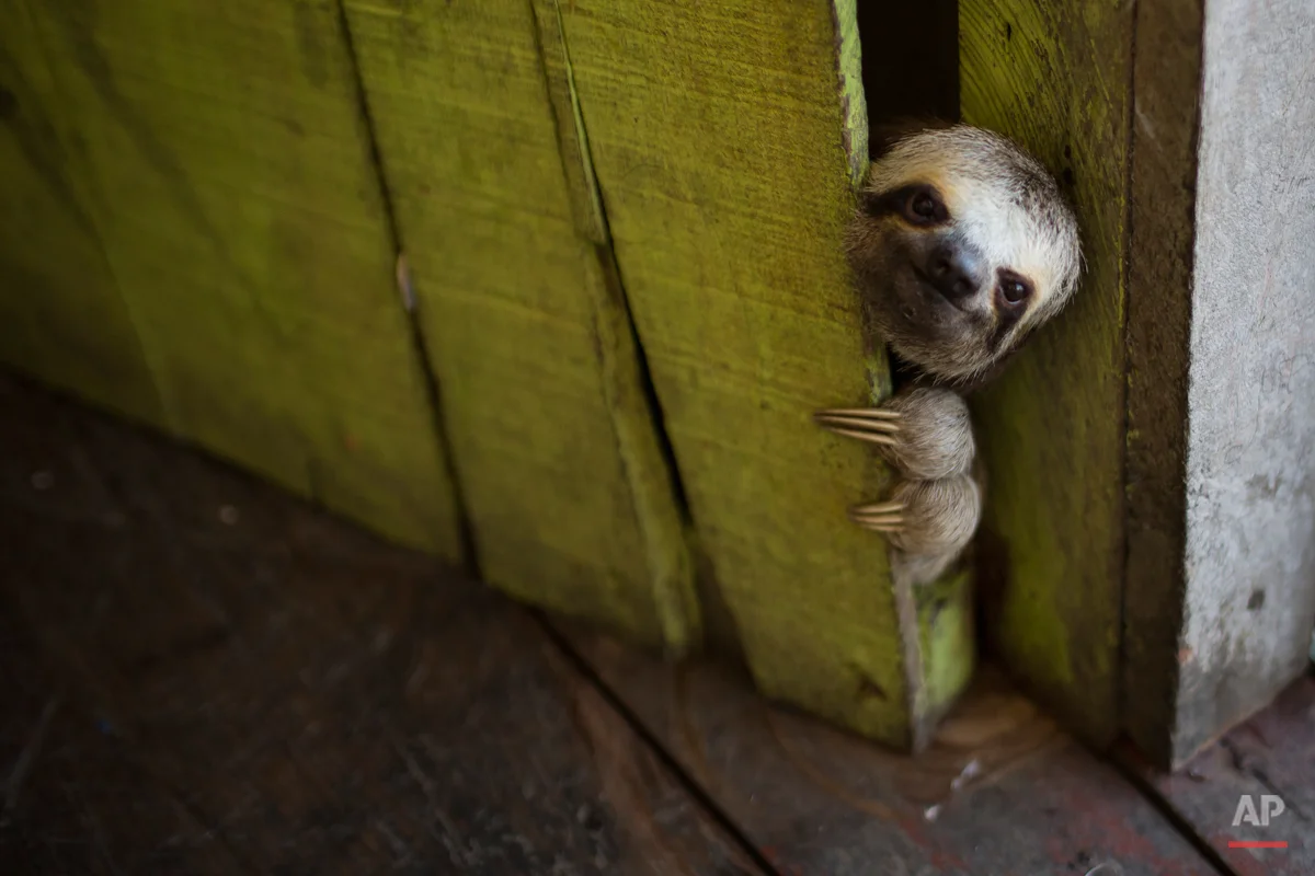 A sloth peeks out from behind a door on a floating house in the 'Lago do Janauari' near Manaus, Brazil, Tuesday, May 20, 2014. Manaus is one of the host cities for the 2014 World Cup in Brazil. (AP Photo/Felipe Dana)