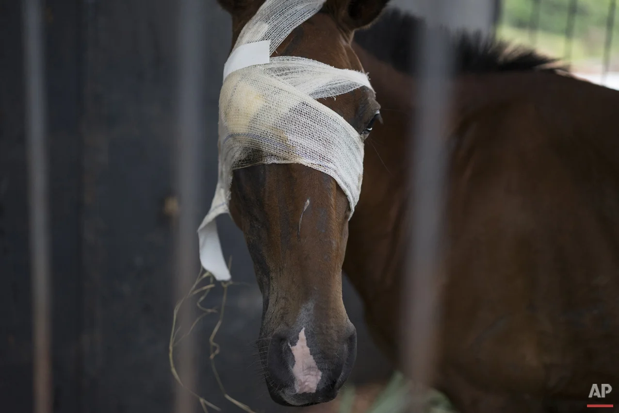 In this Nov. 24, 2015 photo, a wounded horse, rescued from an area devastated by a recent mudslide, stands in an improvised shelter in Mariana, Brazil. A flood of mud unleashed by the dam burst at the Samarco mine all but erased a nearby hamlet, injuring both man and beast. (AP Photo/Leo Correa)