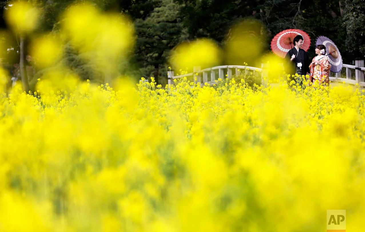 A couple wearing Japanese traditional kimonos pose for a wedding photo by a rapeseed oil field at Hamarikyu Garden in Tokyo, Friday, Feb. 10, 2017. The flowers are expected to remain in full bloom until the end of March. (AP Photo/Eugene Hoshiko)