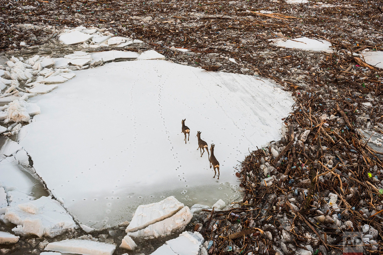 Startled roe deer run on an ice floe surrounded by driftwood by the rising icy waters of the River Tisza at Cigand, 271 kilometers northeast of Budapest, Hungary, Friday, Feb. 10, 2017. (Attila Balazs/MTI via AP)
